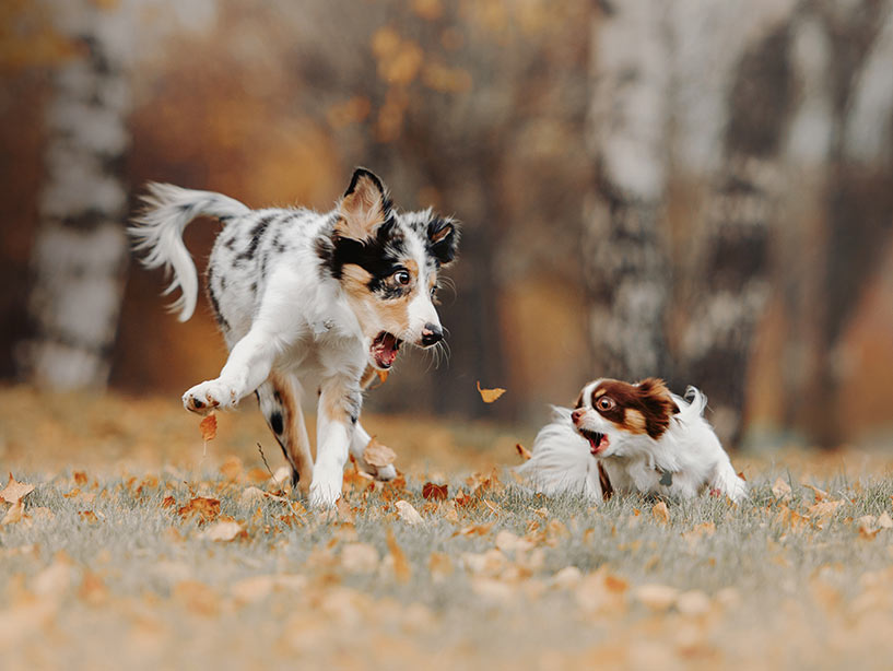 Il mio cane ha paura dei cani