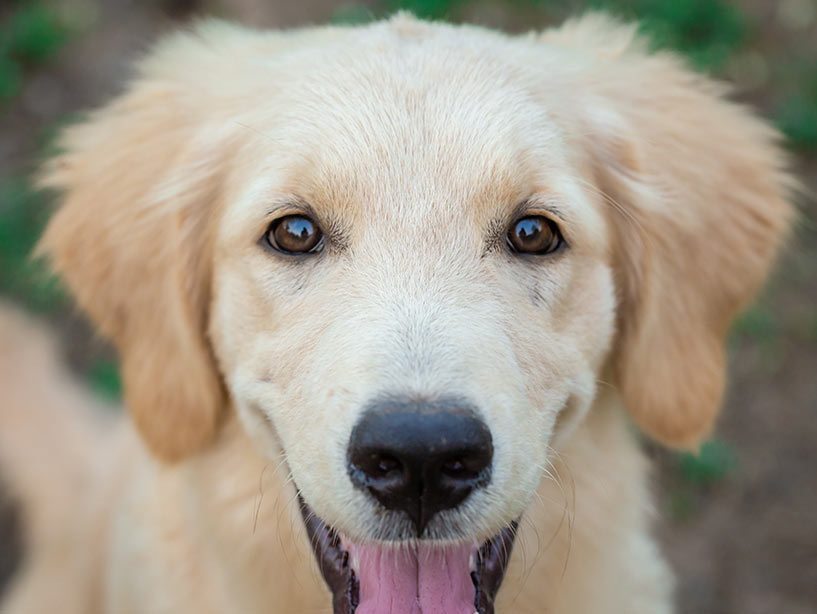 La vita interiore dei cani: emozioni e sentimenti