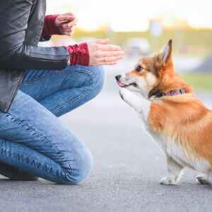 Come scegliere il metodo migliore per educare il cane