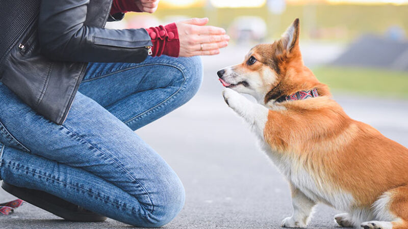 Qual è il metodo migliore per educare i Cani