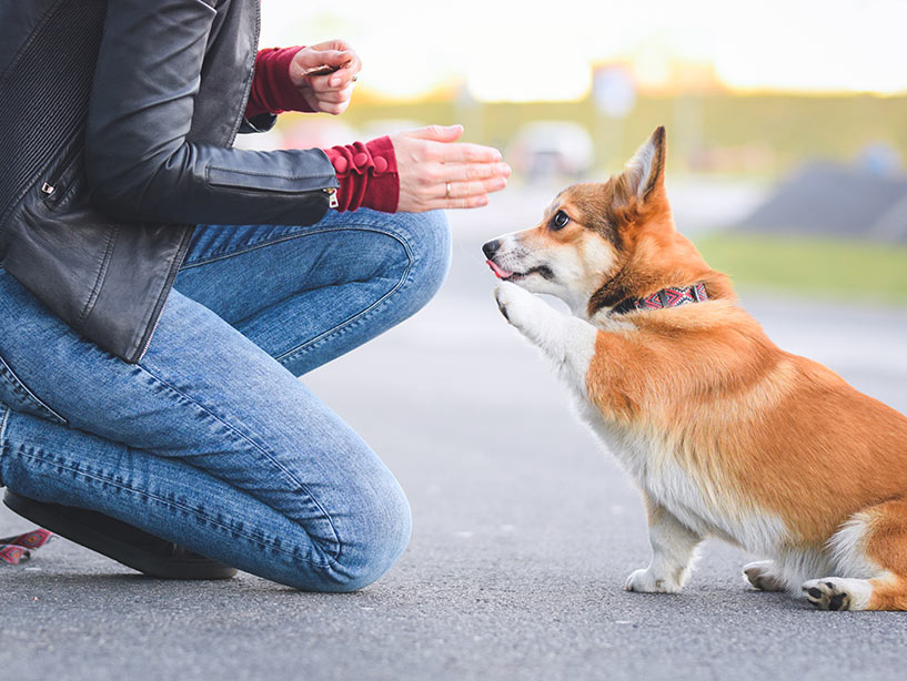 Qual è il metodo migliore per educare i Cani