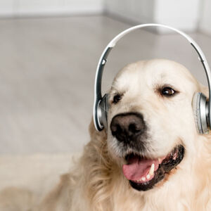 Quanto rumore possono sopportare i cani?