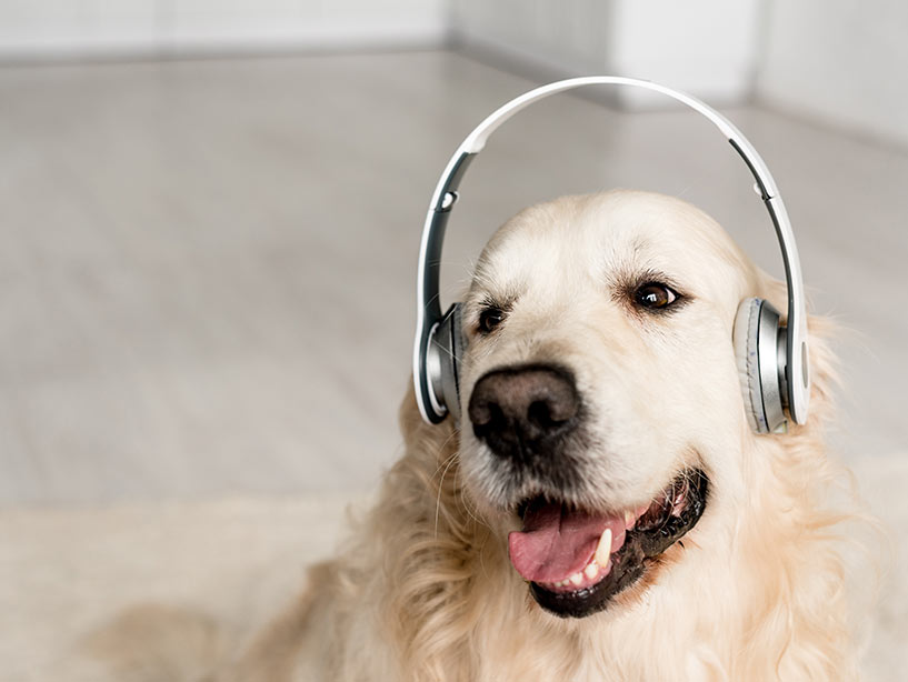 Quanto rumore possono sopportare i cani?