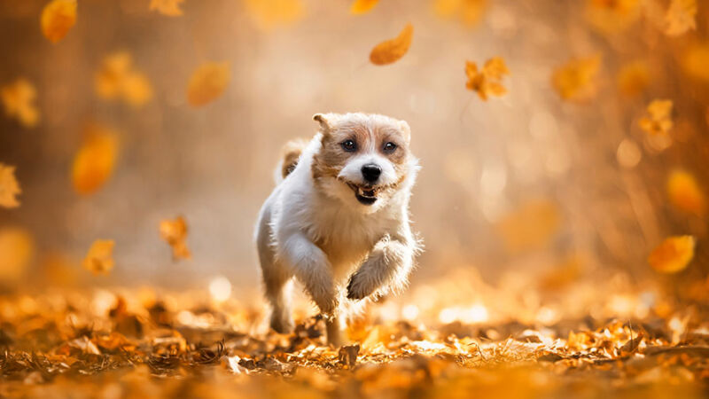 Cani: cose da sapere sull’apprendimento e sul contatto fisico