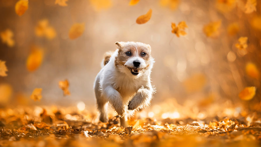 Cani: cose da sapere sull’apprendimento e sul contatto fisico