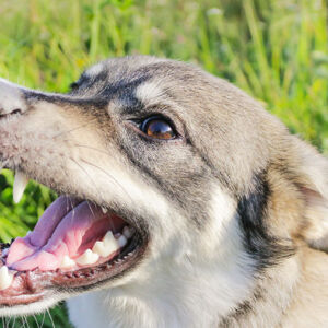 Come gestire il cane in caso di aggressione