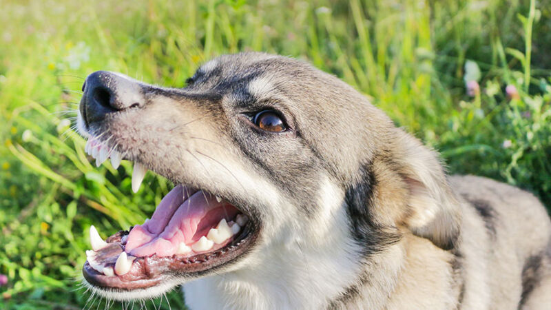 Come gestire il cane in caso di aggressione