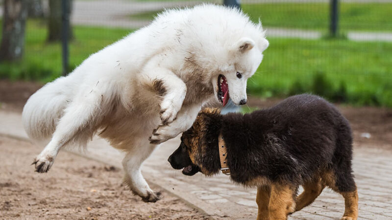Cani e aggressività: cause, fattori di rischio e gestione