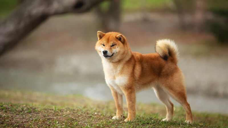 Vita con il cane: i comandi e l’obbedienza