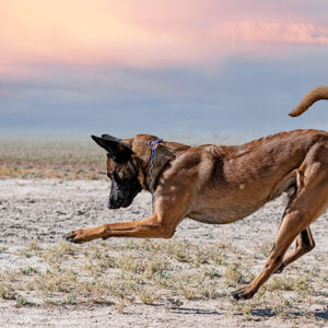 Come gestire il cane per non avere problemi