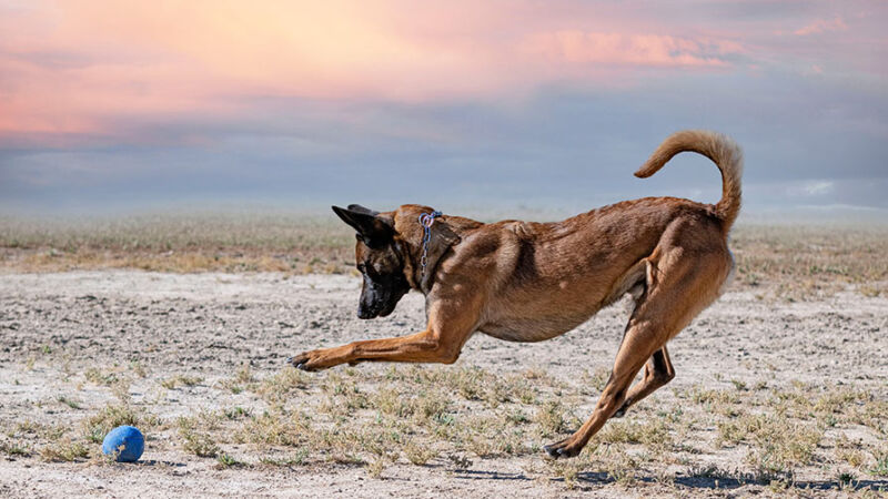 Come gestire il cane per non avere problemi