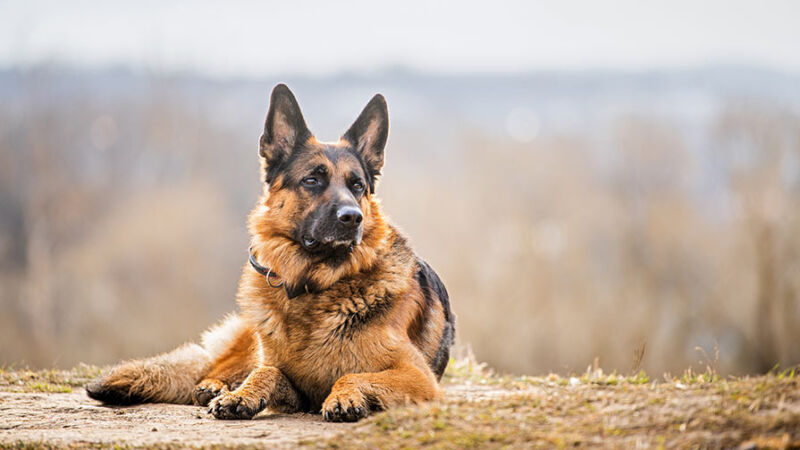 Educazione e addestramento dei cani: la punizione