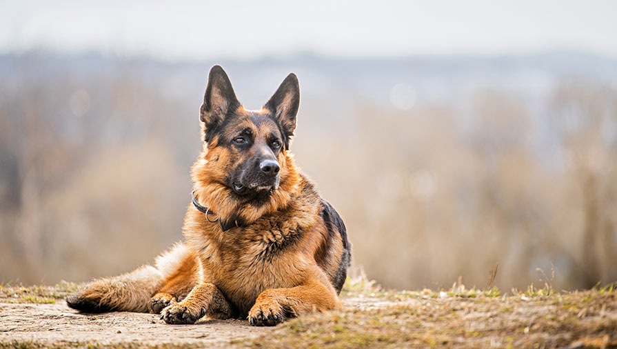 Educazione e addestramento dei cani: la punizione