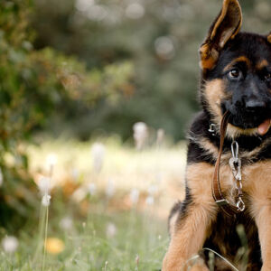 Cani: educazione e addestramento, il ruolo della dopamina e del cortisolo