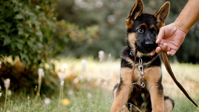 Cani: educazione e addestramento, il ruolo della dopamina e del cortisolo