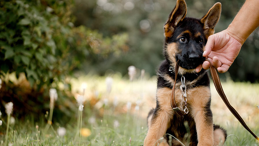 Cani: la prima educazione