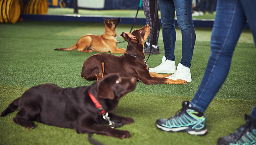 Cane: si può educare in modo facile e rapido?