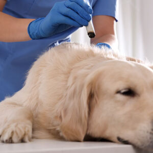 Cani: l’uso dell’agopuntura in anestesia