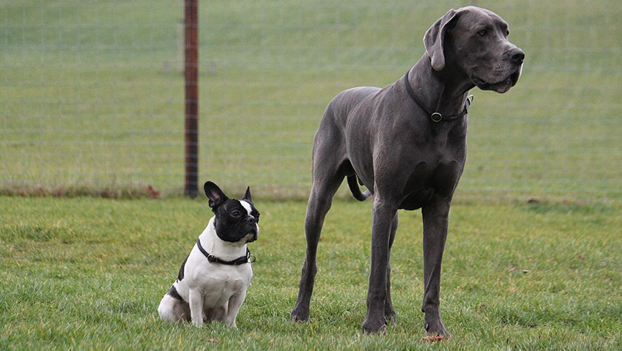 I cani piccoli non sono meno impegnativi dei cani grandi