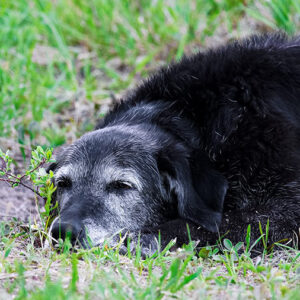Dall’alimentazione all’esercizio fisico: gestire al meglio il cane anziano