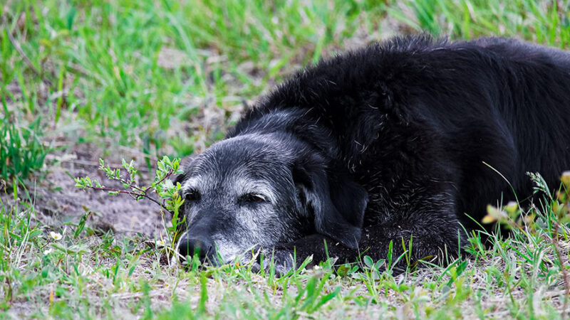 Dall’alimentazione all’esercizio fisico: gestire al meglio il cane anziano