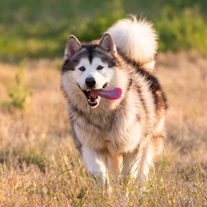 Il cane perde tanto pelo: perchè e cosa fare