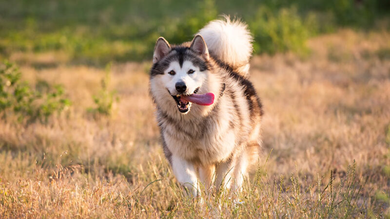 Il cane perde tanto pelo: perchè e cosa fare