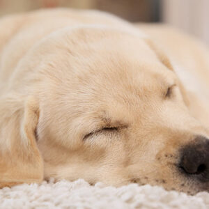 Da quanto dormono ai sogni: il sonno dei cani