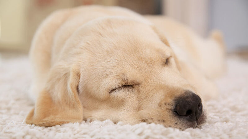 Da quanto dormono ai sogni: il sonno dei cani