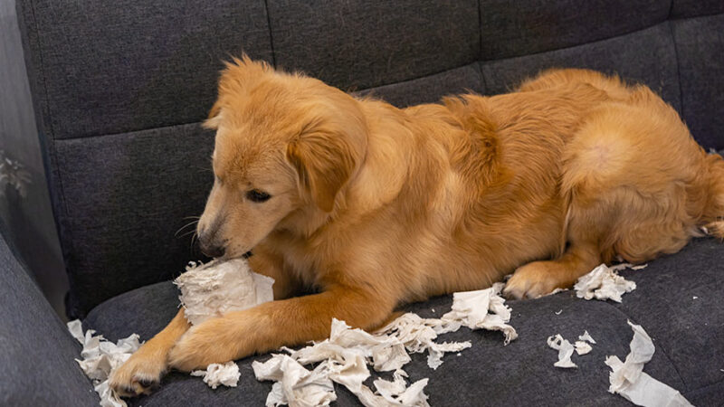 Lo stress nei cani: come riconoscerlo, cosa lo causa e come gestirlo