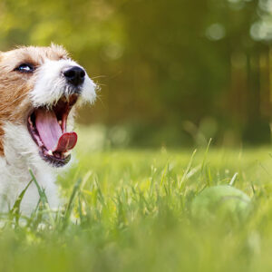 I cani ansiosi hanno un cervello diverso dagli altri cani