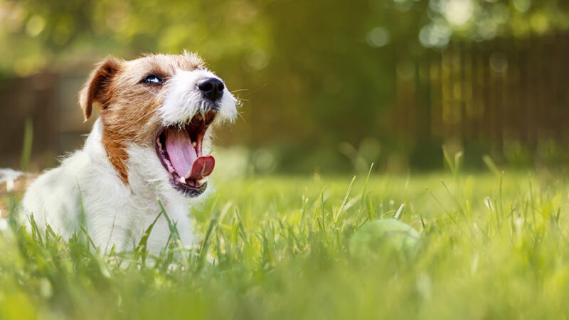 I cani ansiosi hanno un cervello diverso dagli altri cani