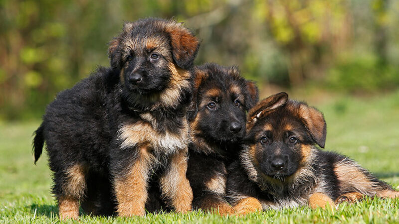 L’infanzia difficile segna il cane per tutta la vita