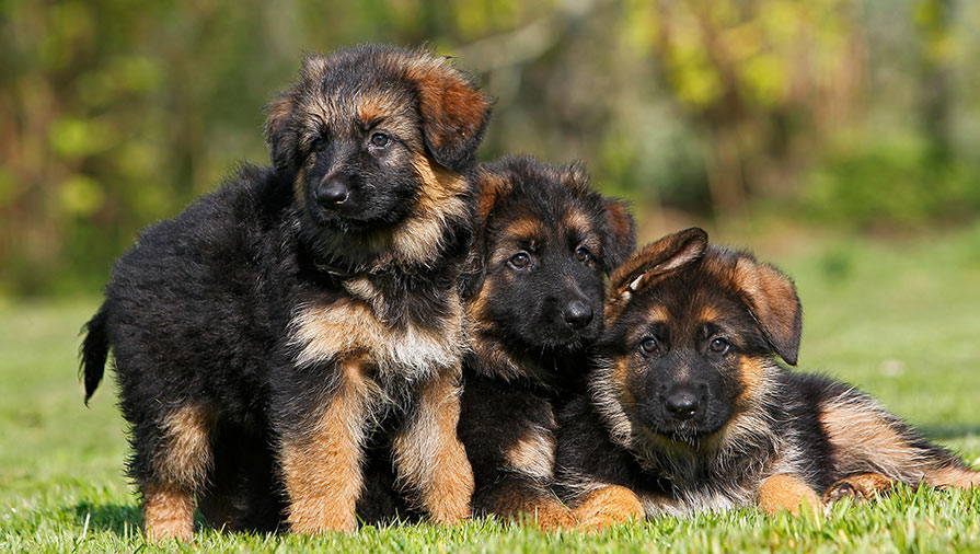 L’infanzia difficile segna il cane per tutta la vita