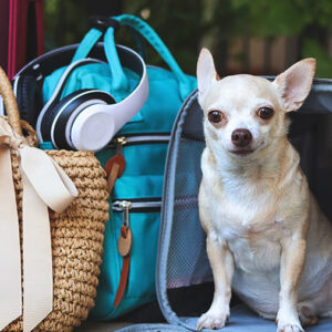 Viaggiare con il cane: consigli e idee
