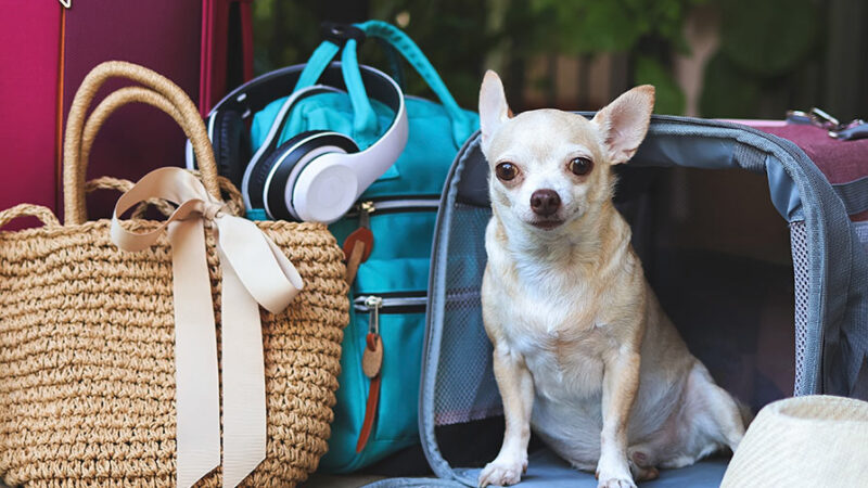 Viaggiare con il cane: consigli e idee