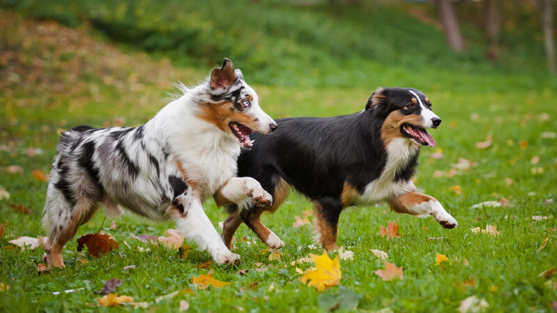 Il comportamento dei Cani e il ruolo dei proprietari