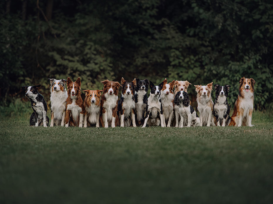 Capire i cani: il codice di comportamento