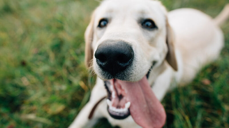 Il cane dominante e altri miti sui cani
