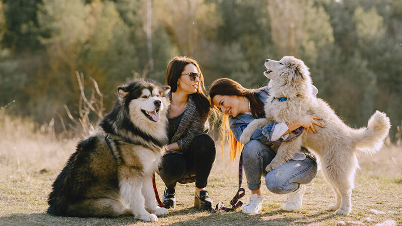 I fondamentali della vita felice con il cane