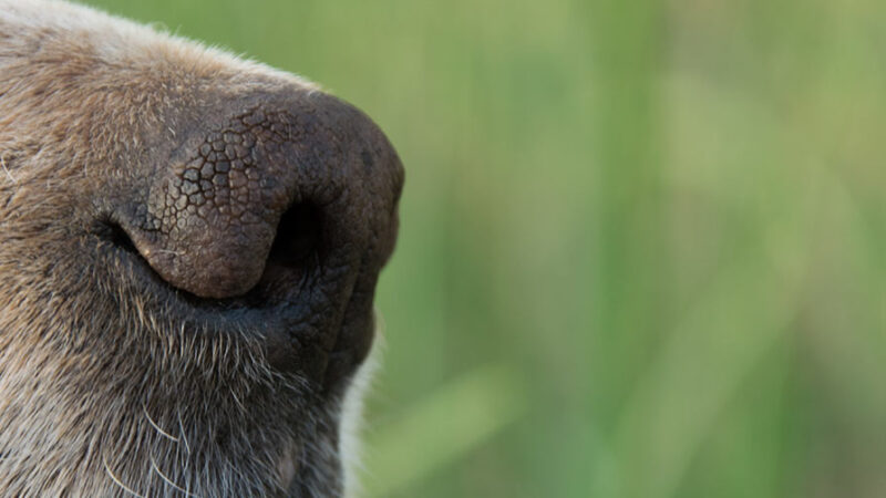 La ricerca olfattiva per il benessere del cane