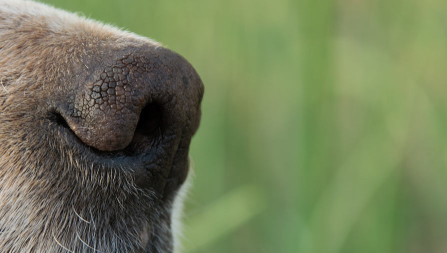 La ricerca olfattiva per il benessere del cane