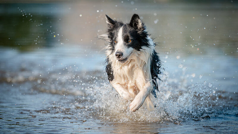 Come evitare i problemi di comportamento del Cane