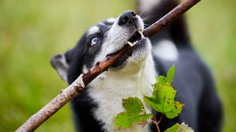 Guida all’educazione del Cane: consigli, trucchi e tecniche