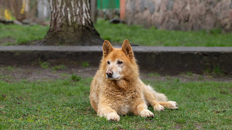 Il dolore articolare nei cani: come riconoscerlo e gestirlo