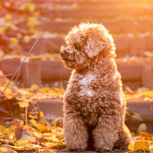 I cani di piccola taglia: caratteristiche ed esigenze