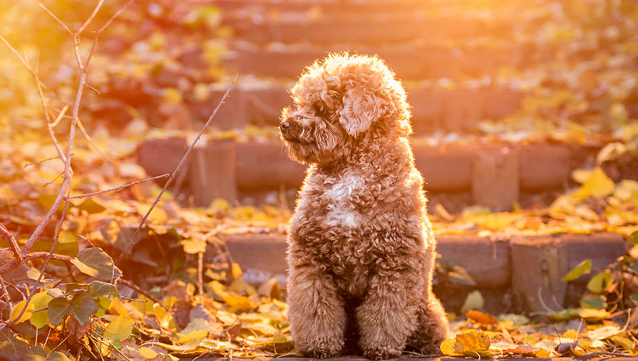 I cani di piccola taglia: caratteristiche ed esigenze