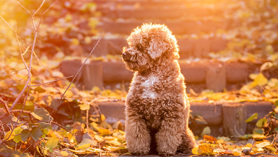 I cani di piccola taglia: caratteristiche ed esigenze