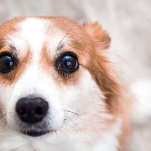 Perchè il viso degli umani è importante per i cani