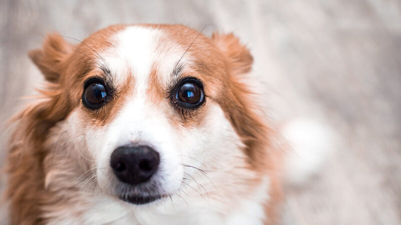 Perchè il viso degli umani è importante per i cani